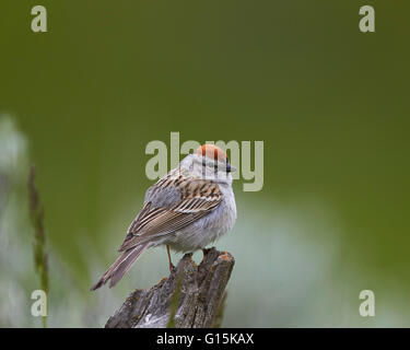 American Tree Sparrow (Spizella arborea), Parc National de Yellowstone, Wyoming, États-Unis d'Amérique, Amérique du Nord Banque D'Images