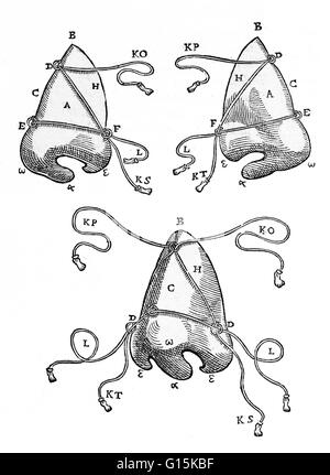 Certains équipements requis pour Gaspare Tagliacozzi Méthode de plus en plus d'un nez de remplacement à partir de la peau du bras. Ces masques nez donnent une idée de la reconstruction terminée et, dans certaines méthodes de rhinoplastie, tenez le nez en place après une opération. Gaspare Tagliac Banque D'Images