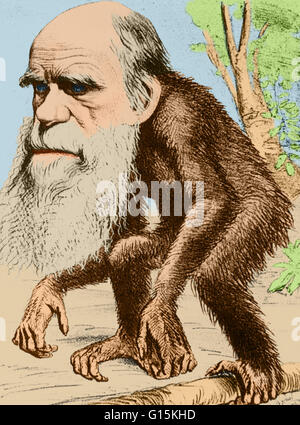 Renforcement de couleur illustration de Charles Darwin présenté comme un "vénérable Orang-Outang', sous-titré "Contribution à l'histoire contre nature' qui a paru le 22 mars 1871, dans la revue satirique "le Hornet'. Charles Robert Darwin (1809-1882) était un n Banque D'Images