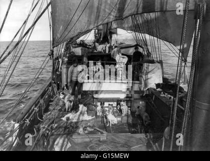 Imprimer intitulé : "les chiens ont conduit sur le pont de la Terra Nova, 1910.' Le Terra Nova (Latin pour Terre-Neuve) a été construit en 1884 pour la flotte baleinière et l'étanchéité de Dundee. Elle a travaillé pendant 10 ans dans la pêche au phoque annuelle dans la mer du Labrador, prouver sa valeur Banque D'Images