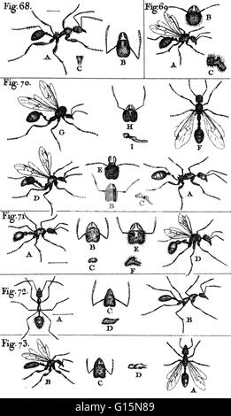 Les fourmis sont un de nombreux noir, rouge, marron, jaune ou des insectes sociaux de la famille Formicidae, de distribution dans le monde entier surtout dans les climats chauds, le fait d'avoir une grosse tête avec mâchoires intérieures à mastiquer et de mâchoires extérieur pour transporter et creuser, et vivant dans l'hi Banque D'Images