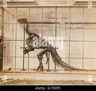 Iguanodon était un herbivore massif dinosaure bipède à longue queue du genre Iguanodon, courante en Europe et en Afrique N fois du Jurassique et du crétacé : sous-ordre Ornithopoda (ornithopodes). Ils étaient encombrants et pourrait passer de la bipédie à quadrupedality. Banque D'Images