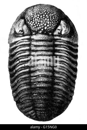 Un trilobite est une espèce d'arthropode, petite de l'embranchement Trilobita qui ont vécu durant l'Ère du Paléozoïque et sont extrêmement communes comme des fossiles. Les Trilobites avaient une couverture extérieure divisée en trois dans la longueur et la largeur de trois sections (exosk segmenté Banque D'Images