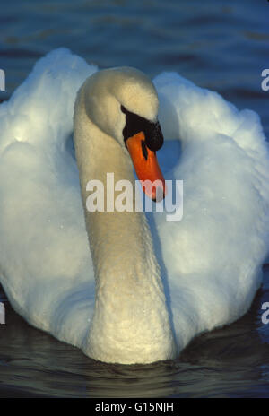 DEU, Allemagne, cygne muet (lat. Cygnus olor) DEU, Deutschland, Hoeckerschwan (lat. Cygnus olor) Banque D'Images