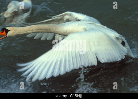 DEU, l'Allemagne, l'attaque d'un cygne muet (lat. Cygnus olor) sur un rival DEU, Deutschland, Angriff von Hoeckerschwans (lat. Cygnus o Banque D'Images