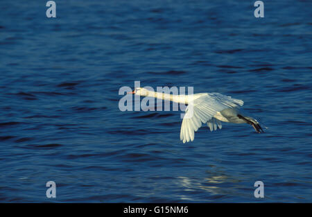 DEU, Allemagne, cygne muet (lat. Cygnus olor) DEU, Deutschland, Hoeckerschwan (lat. Cygnus olor) Banque D'Images