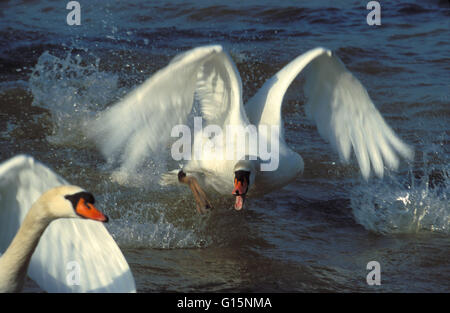 DEU, l'Allemagne, l'attaque d'un cygne muet (lat. Cygnus olor) sur un rival DEU, Deutschland, Angriff von Hoeckerschwans (lat. Cygnus o Banque D'Images