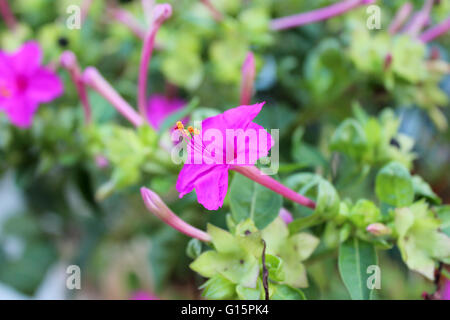 Des fleurs et une vue sur la nature de l'île de Rhodes, Grèce Banque D'Images