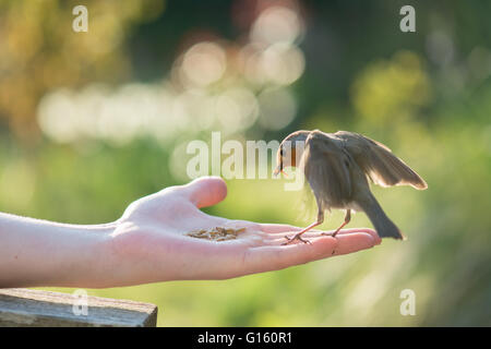 Stirlingshire, Scotland, UK - 9 mai 2016 : Météo France : un robin d'être nourris de farine mini live à la main à la fin d'une journée de printemps ensoleillée en Ecosse. Mini vers de farine, qui sont particulièrement humide, constituent un aliment excellent pour l'alimentation des oisillons au printemps qu'ils sont incapables d'obtenir de l'eau potable par : Kay Roxby Crédit/Alamy Live News Banque D'Images