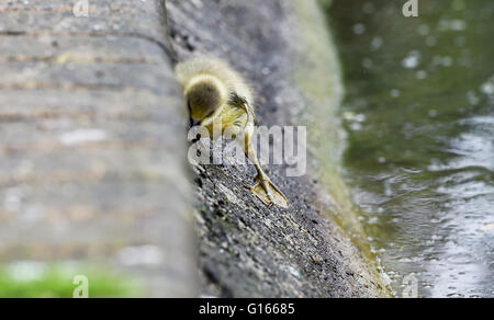 Brighton, UK. 10 mai, 2016. Une famille d'oies cendrées y compris un gosling ici l'ascension d'une banque glissante à la recherche de nourriture comme ils aiment le temps humide sur Queens Park pond à Brighton aujourd'hui . La pluie a balayé le sud de la Grande-Bretagne aujourd'hui après le récent temps chaud qui continue en Ecosse Crédit : Simon Dack/Alamy Live News Banque D'Images