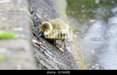 Brighton, UK. 10 mai, 2016. Une famille d'oies cendrées y compris un gosling ici l'ascension d'une banque à la recherche de nourriture comme ils aiment le temps humide sur Queens Park pond à Brighton aujourd'hui . La pluie a balayé le sud de la Grande-Bretagne aujourd'hui après le récent temps chaud qui continue en Ecosse Crédit : Simon Dack/Alamy Live News Banque D'Images