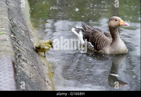 Brighton, UK. 10 mai, 2016. Une famille d'oies cendrées y compris un gosling ici l'ascension d'une banque à la recherche de nourriture comme ils aiment le temps humide sur Queens Park pond à Brighton aujourd'hui . La pluie a balayé le sud de la Grande-Bretagne aujourd'hui après le récent temps chaud qui continue en Ecosse Crédit : Simon Dack/Alamy Live News Banque D'Images