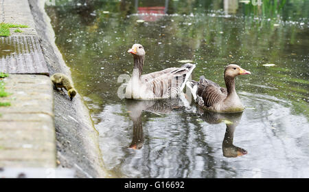 Brighton, UK. 10 mai, 2016. Une famille d'oies cendrées y compris un gosling ici l'ascension d'une banque à la recherche de nourriture comme ils aiment le temps humide sur Queens Park pond à Brighton aujourd'hui . La pluie a balayé le sud de la Grande-Bretagne aujourd'hui après le récent temps chaud qui continue en Ecosse Crédit : Simon Dack/Alamy Live News Banque D'Images