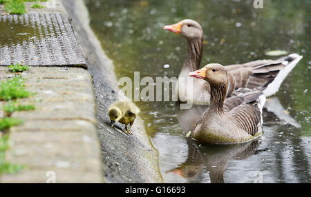 Brighton, UK. 10 mai, 2016. Une famille d'oies cendrées y compris un gosling ici l'ascension d'une banque à la recherche de nourriture comme ils aiment le temps humide sur Queens Park pond à Brighton aujourd'hui . La pluie a balayé le sud de la Grande-Bretagne aujourd'hui après le récent temps chaud qui continue en Ecosse Crédit : Simon Dack/Alamy Live News Banque D'Images