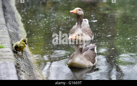 Brighton, UK. 10 mai, 2016. Une famille d'oies cendrées y compris un gosling ici l'ascension d'une banque à la recherche de nourriture comme ils aiment le temps humide sur Queens Park pond à Brighton aujourd'hui . La pluie a balayé le sud de la Grande-Bretagne aujourd'hui après le récent temps chaud qui continue en Ecosse Crédit : Simon Dack/Alamy Live News Banque D'Images