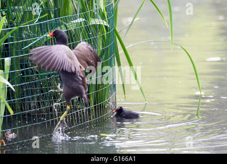 Brighton, UK. 10 mai, 2016. Une poule d'nourrit son poussin comme ils aiment le temps humide sur Queens Park pond à Brighton aujourd'hui . La pluie a balayé le sud de la Grande-Bretagne aujourd'hui après le récent temps chaud qui continue en Ecosse Crédit : Simon Dack/Alamy Live News Banque D'Images