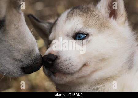 Un bébé chiot Husky Sibérien Banque D'Images