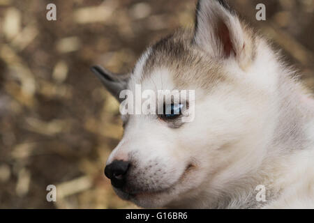 Un bébé chiot Husky Sibérien Banque D'Images