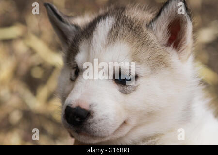 Un bébé chiot Husky Sibérien Banque D'Images