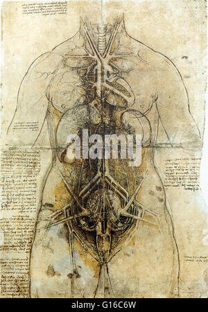 Principaux organes et systèmes vasculaires et urogénital d'une femme, vers 1507. Leonardo di ser Piero da Vinci (15 avril 1452 - 2 mai 1519) était un mathématicien italien de la Renaissance : peintre, sculpteur, architecte, musicien, mathématicien, ingénieur, inventeur, anat Banque D'Images