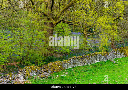 Un aperçu en bois bluebell le Parc National du Lake District, Cumbria, au printemps Banque D'Images