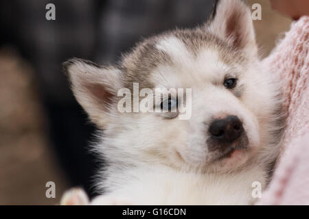 Un bébé chiot Husky Sibérien Banque D'Images