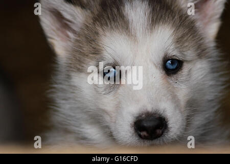 Un bébé chiot Husky Sibérien Banque D'Images