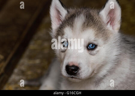 Un bébé chiot Husky Sibérien Banque D'Images