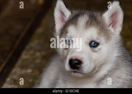 Un bébé chiot Husky Sibérien Banque D'Images