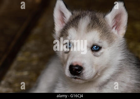 Un bébé chiot Husky Sibérien Banque D'Images