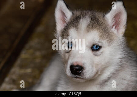 Un bébé chiot Husky Sibérien Banque D'Images