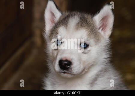 Un bébé chiot Husky Sibérien Banque D'Images