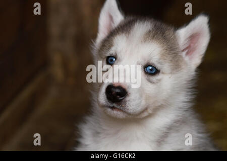 Un bébé chiot Husky Sibérien Banque D'Images