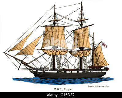 Le H.M.S. Beagle, un navire affecté par l'Amirauté à l'évaluation de la côte sud de l'Amérique du Sud en deux expéditions, la deuxième cause de Charles Darwin, qui a recueilli des informations qui seraient plus tard publiés dans "l'origine des espèces." Banque D'Images