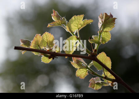 La vigne au début du printemps, des bourgeons après la pluie. Banque D'Images