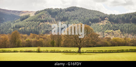 Tree in Meadow dynamique près de Bassenthwaite Lake dans le Lake District, Cumbria, Angleterre nord-ouest Banque D'Images