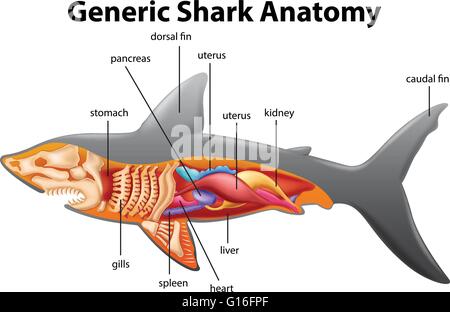 Illustration graphique de l'Anatomie du requin générique Illustration de Vecteur