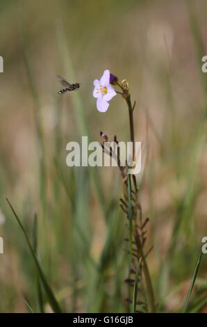 Hoverfly et Fleur de Coucou Banque D'Images