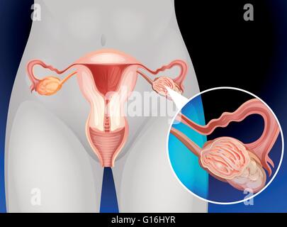 Organes génitaux féminins des droits de l'illustration Illustration de Vecteur