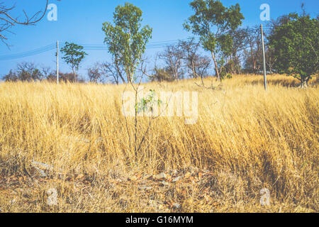 Prairie en été Banque D'Images