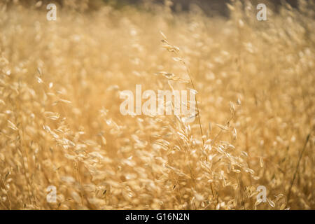 Meadow en Californie du sud rempli de jaune d'herbes. Banque D'Images