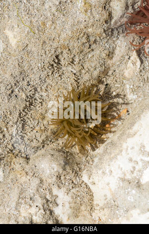 Un Beadlet Anemone verte dans une piscine avec un rocher de craie rouge vers le haut à droite Banque D'Images