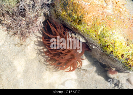 Un Beadlet rouge, la couleur de l'anémone roturier formulaire dans une piscine dans les rochers avec des stries fines particules de vu dans l'eau Banque D'Images