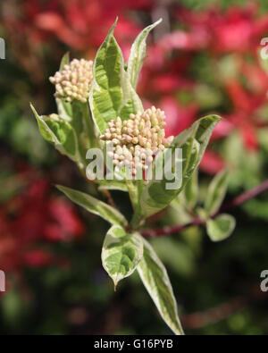 Les jolis boutons de fleurs et feuilles panachées de Cornus alba 'Elegantissima', également connu sous le nom de cornouiller écorcé rouge. Banque D'Images