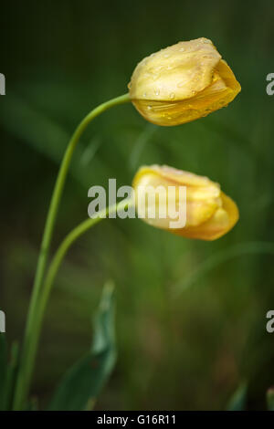 Libre de tulipes jaunes après la pluie avec des gouttes d'eau sur eux Banque D'Images