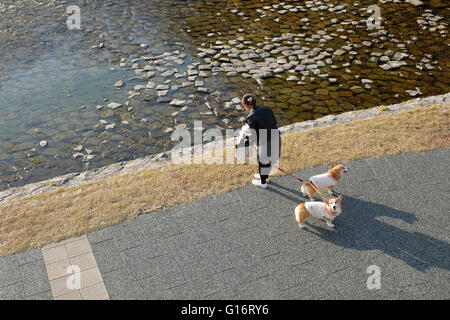 Une femme prenant deux corgis pour une promenade le long de la Kamogawa à Kyoto, au Japon. Banque D'Images