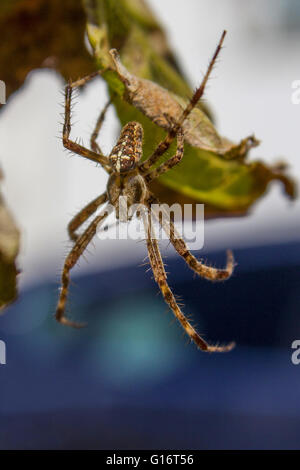 Une photo d'une araignée prise dans le bois de la Toscane Banque D'Images