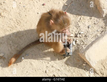 Jeune africaine babouin sacré hamadryas (Papio) boisterously jouant avec un appareil photo compact Canon dans un zoo néerlandais (9 images) Banque D'Images