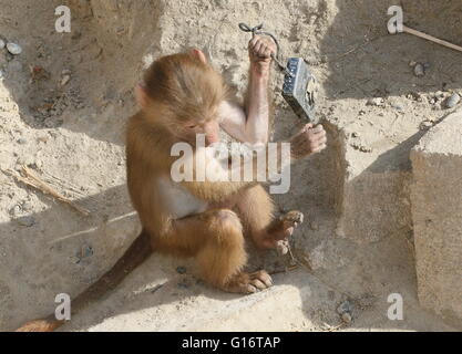 Jeune africaine babouin sacré hamadryas (Papio) boisterously jouant avec un appareil photo compact Canon dans un zoo néerlandais (9 images) Banque D'Images