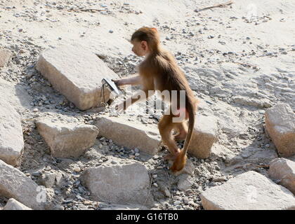 Jeune africaine babouin sacré hamadryas (Papio) boisterously jouant avec un appareil photo compact Canon dans un zoo néerlandais (9 images) Banque D'Images